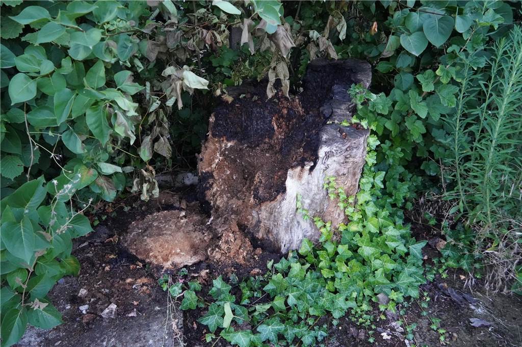 Ein aufmerksamer Bürger hatte gesehen, dass dieser Baumstumpf in der Nähe einer Hecke glimmte. Er griff zum Gartenschlauch, um Schlimmeres zu verhindern.