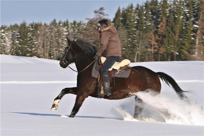 Pferden bei Kälte weniger Kraftfutter geben Ein Ausritt im Schnee ist für die meisten Reiter ein besonderes Erlebnis. Doch sind Pferde dabei zu unruhig, wird das Training am besten in die Halle verlegt. Foto: Karl-Josef Hildenbrand