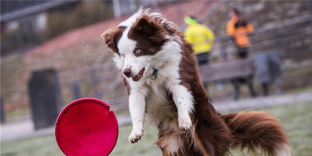 An der Autobahn - Streunender Hund hält Polizei und Tierschutz in Atem Ein Australian Shepherd.