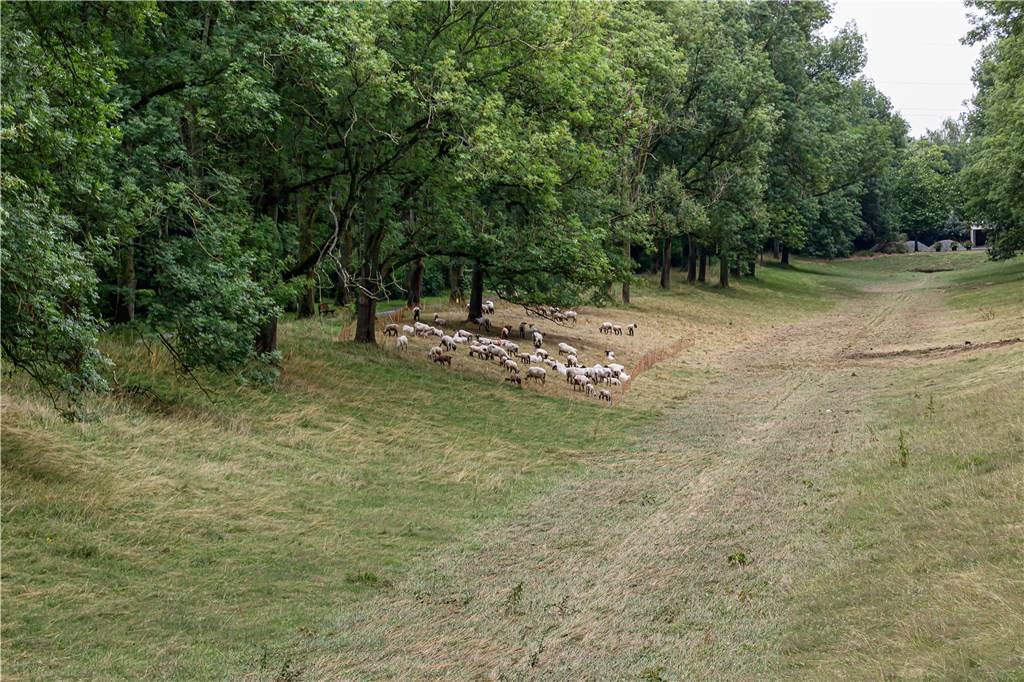 „Die Schafe stehen bis zum Hals im Wasser!“ Ein Bach in der Mitte der Weidefläche trennte die Schafe voneinander - am Tag nach dem Regen ist bereits alles wieder trocken.