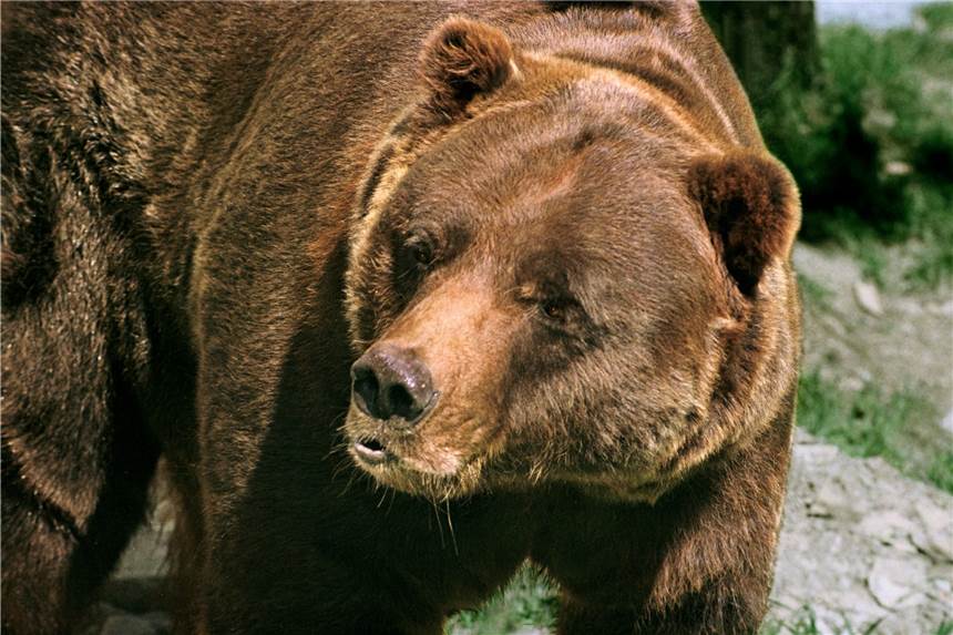 Bär greift Polizisten in den Alpen an - etliche Verletzungen Ein Bär hat in den italienischen Alpen einen Polizisten angegriffen. (Symbolbild).
