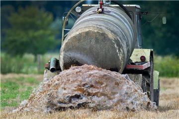Ein Bauer beim Ausbringen von Gülle auf einem Feld im Oderbruch. Foto: Patrick Pleul