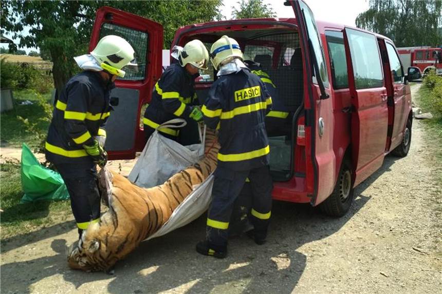 Dubiose Geschäfte mit Tigern und Löwen in Tschechien Ein bei einer Razzia nahe Prag sichergestellter toter Tiger wird von Feuerwehrleuten abtransportiert. Foto: Zoll Tschechien