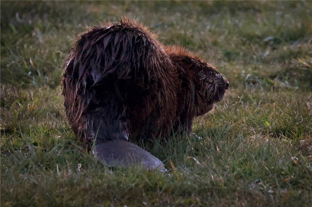 Ein Biber sitzt in der Abenddämmerung auf einer Wiese in Hessen. Inzwischen sind sie auch in NRW wieder heimisch - etwa in Hamm. Typisch Biber: der platte Schwanz.