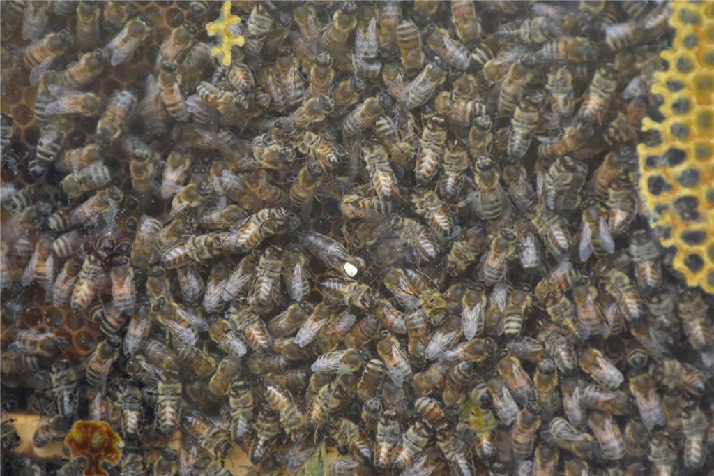 Video und viele Fotos: Mit der Fietse zum Hof – viele erlebten „Land(wirt)schaft Ein Bienenvolk hinter der Scheibe - zu sehen auf der Blühwiese am Schumacherring. Die Königin haben die Imker mit einem Punkt gekennzeichnet.