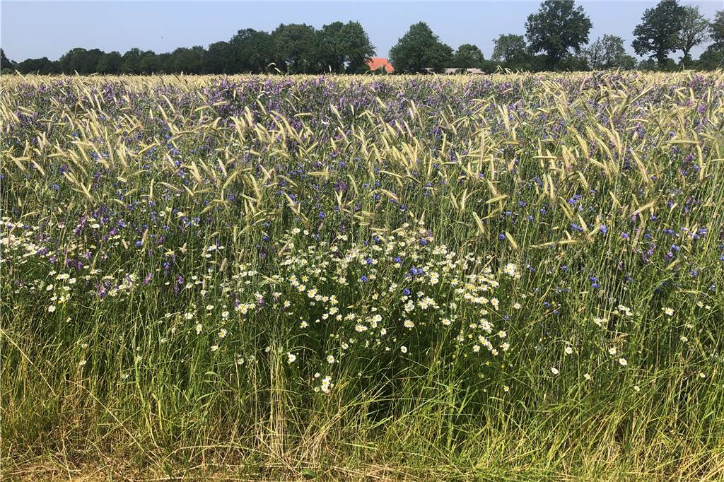 Mit Video: Biodiversität und Unabhängigkeit – Vredener Bäckerei geht neue Wege beim Mehl Ein Bild das man von konventionellen Getreidefeldern kaum kennt: Zwischen dem Roggen wachsen Blumen – ein Paradies für Insekten.
