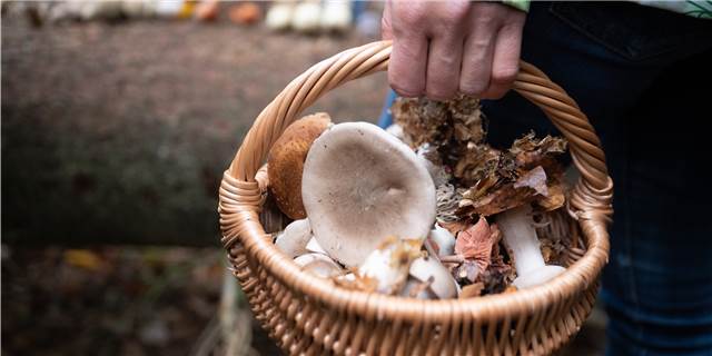 Pilze in NRW: Gewerbliche Sammler plündern Wälder und richten Schäden an
