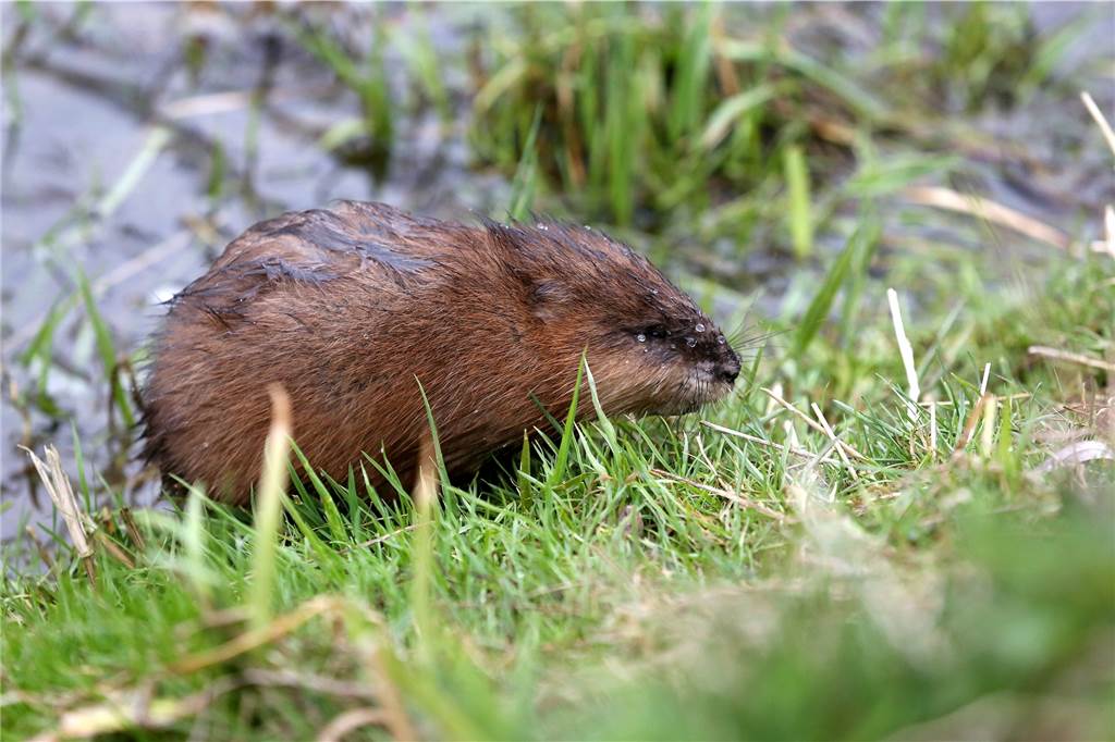 Ein Bisam (Ondatra zibethicus) - die größte aller Wühlmäuse - steigt aus einem Fluss. Inzwischen ist die Art überall vertreten. Wo Nutria leben, verdrängen sie allerdings die Bisame.