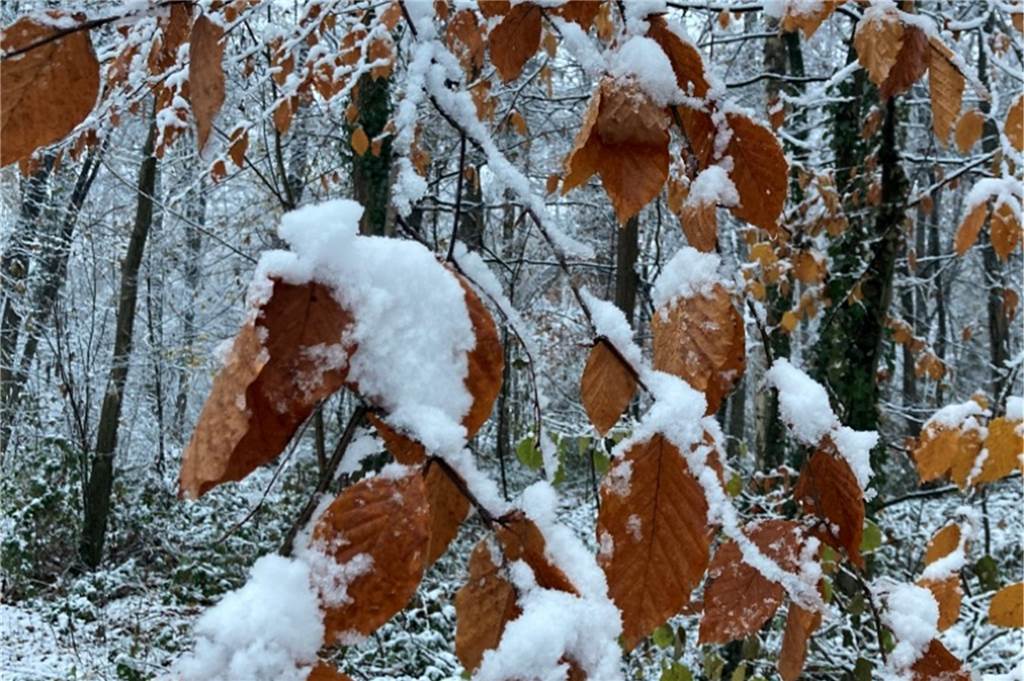 Ein bisschen Schnee ist auf den Bäumen liegen geblieben.