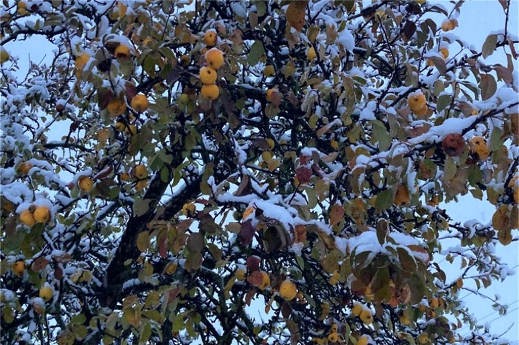 Ein bisschen Schnee ist auf den Bäumen liegen geblieben.