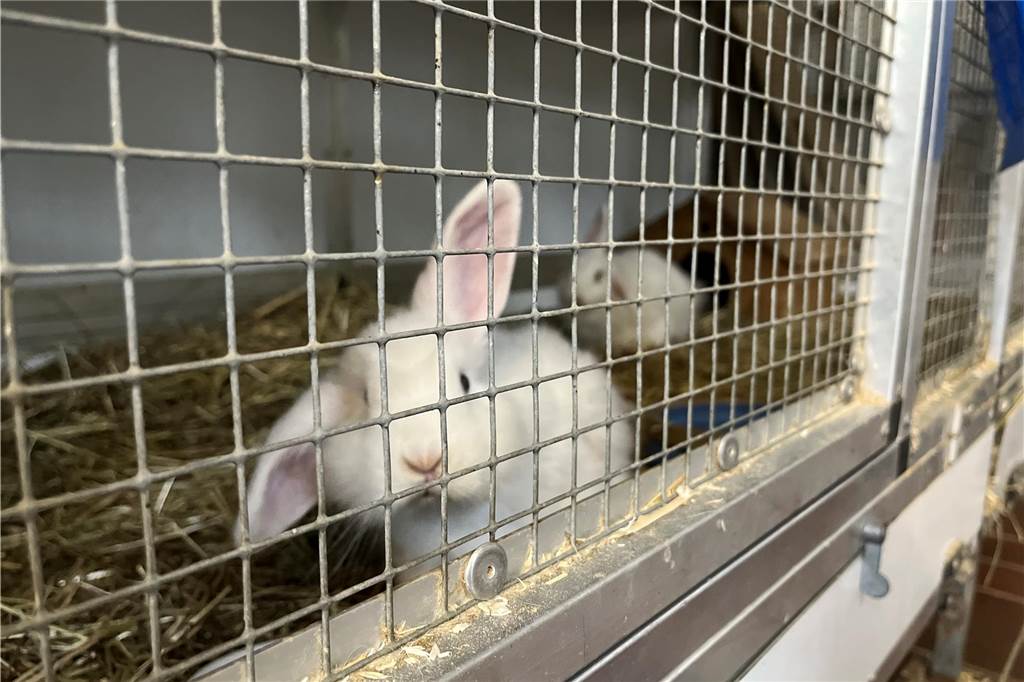 Tierheim ist „rappelvoll“, nimmt aber Tiere aus Herten: Wie geht das? Ein Blick in einen Käfig im Kleintier-Bereich im Tierheim: Hier sind zurzeit zwei junge weiße Kaninchen untergebracht.