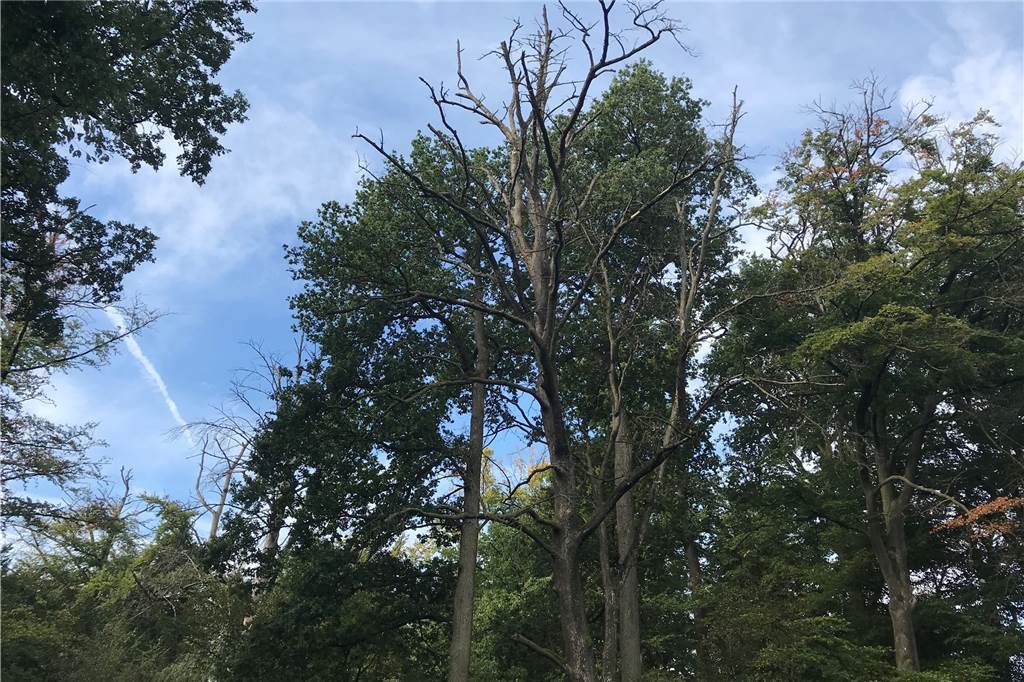Dürre im Cappenberger Wald: Warum Totholz zur Lebensgefahr werden kann Ein Blick in die Baumkronen des Cappenberger Forstes offenbart viel Totholz – das kann zur Gefahr für Spaziergänger werden.