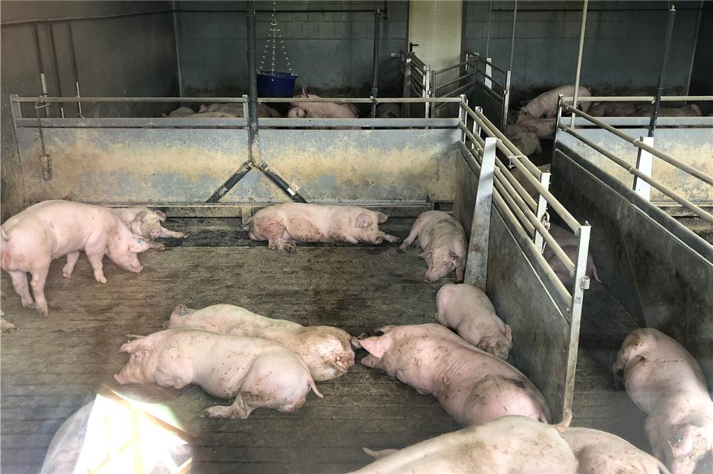 Video und viele Fotos: Mit der Fietse zum Hof – viele erlebten „Land(wirt)schaft Ein Blick in die Schweinebucht