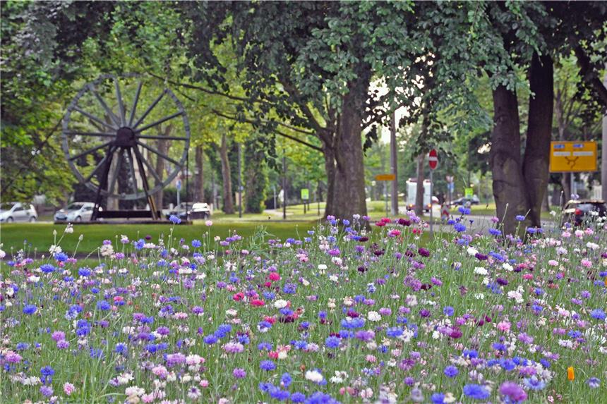 Stadt soll noch mehr blühende Flächen anlegen Ein blühender Ickerner Knoten hilft Insekten und damit dem Menschen.