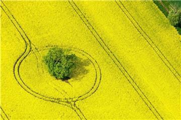 Ein blühendes Rapsfeld in Brandenburg. Die Produzenten von Biodiesel klagen über Billigimporte. Foto: Patrick Pleul