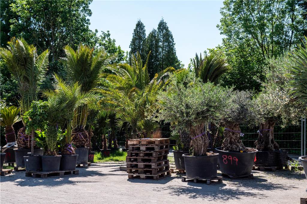 Olivenbäume und riesige Palmen: Gärtnerei in Recklinghausen hat 3000 Pflanzen im Verkauf Ein botanischer Garten mitten in Recklinghausen.