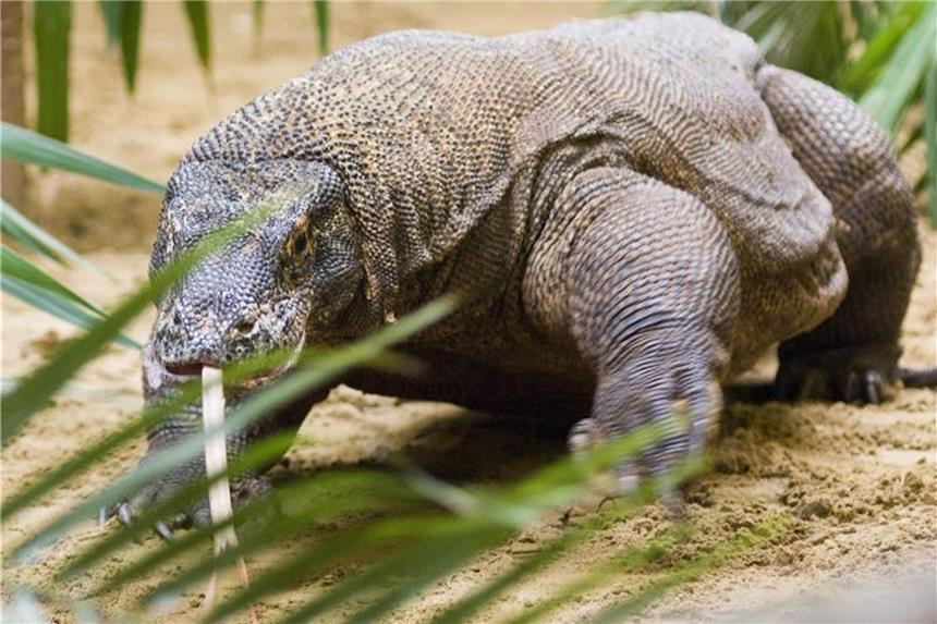 Wildes Überleben - Geborene Jäger Ein drei Meter langer Komodowaran. Foto: Attila Balazs
