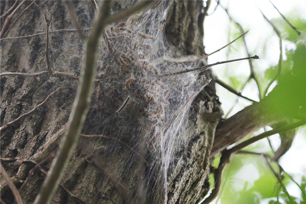 Strategie gegen Eichenprozessionsspinner: Stadt Haltern hofft auf Erfolg Ein Eichenprozessionsspinner-Nest: Mit verschiedenen Maßnahmen wird gegen die giftigen Schmetterlingsraupen vorgegangen.