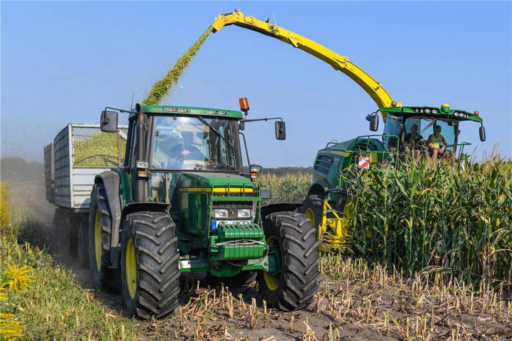Maisernte: „Erträge dürften überdurchschnittlich gut ausfallen“ Ein Feldhäcksler erntet Maispflanzen für eine Biogasanlage und befördert diese zerkleinert auf einen daneben fahrenden Traktor.