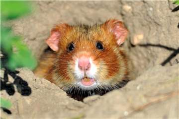 Ein Feldhamster krabbelt auf einer Ackerfläche im Bösfeld aus seinem Bau. Foto: Uwe Anspach/Illustration