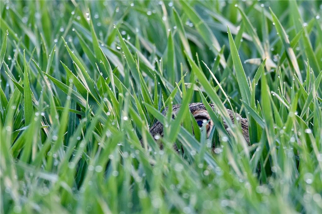 Hasen zu Ostern 2022: Naturschützer und Jäger sorgen sich um Meister Lampe Ein Feldhase (Lepus europaeus) duckt sich ganz flach auf dem Boden: typisch Angsthase.