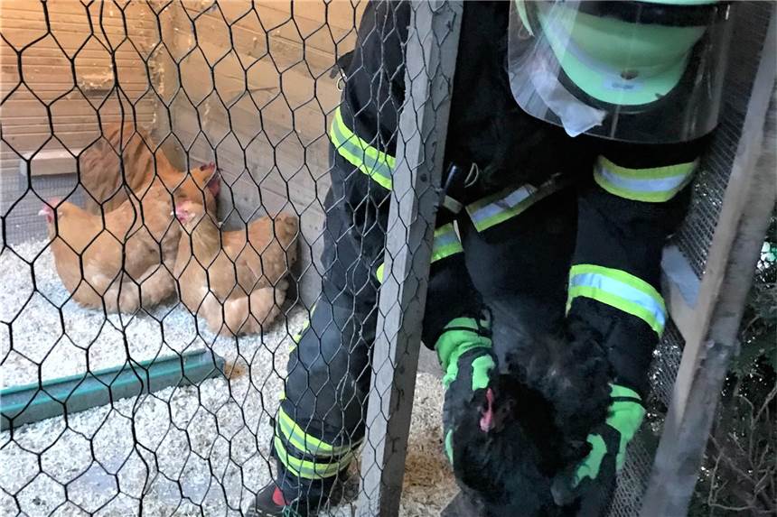 Buche stürzt auf Hühnerstall in Eving - Huhn legt vor Aufregung ein Ei Ein Feuerwehrmann holt in einer Evinger Gartenanlage ein Huhn aus dem Stall. Dieser war von einem umstürzenden Baum getroffen worden.