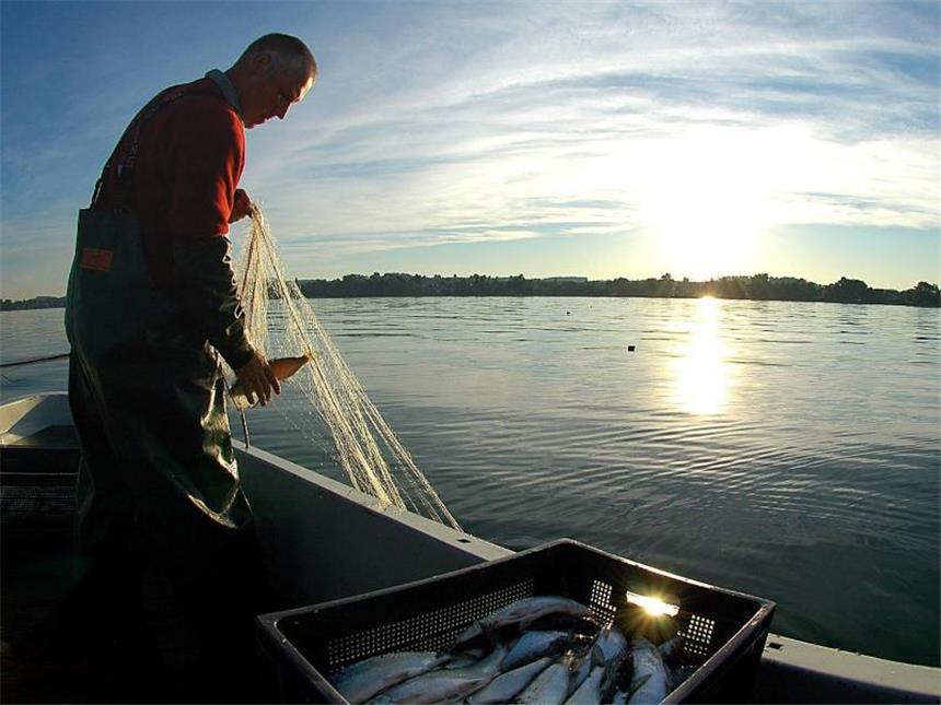 Sauberes Bodensee-Wasser wird zum Problem für die Fische Ein Fischer holt sein Netz auf dem Bodensee rein. Foto: Wolfgang Schneider