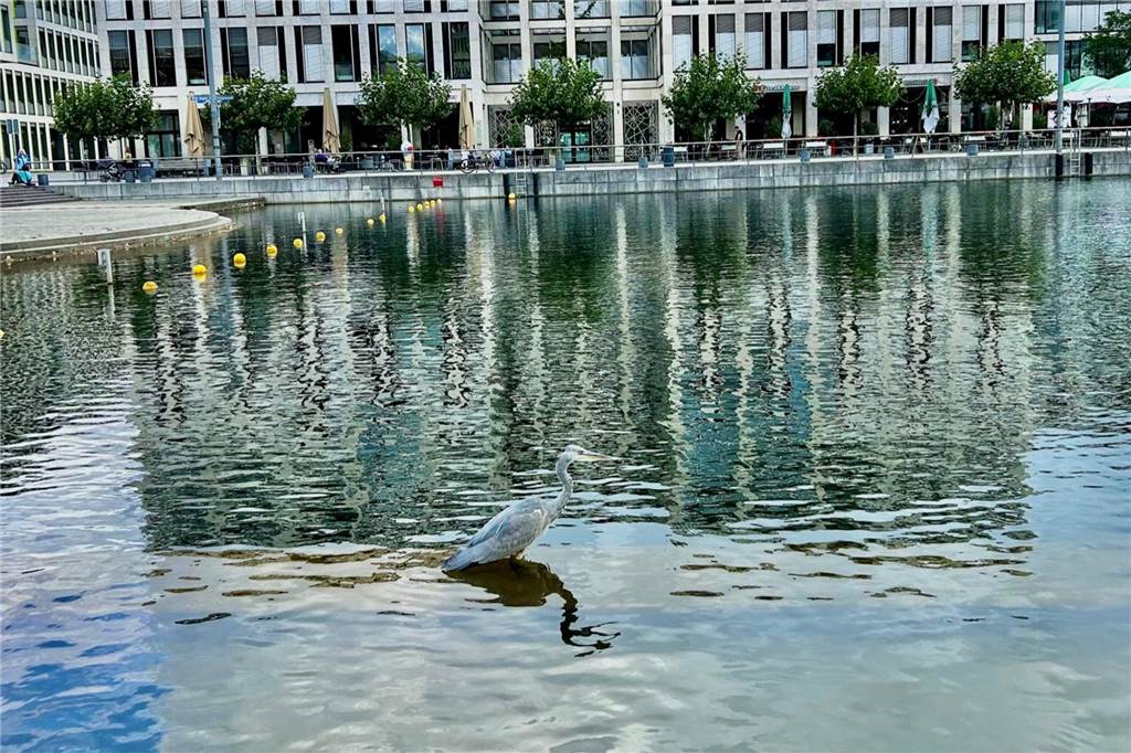 Der Koi im Phoenix-See : Aussetzen verstößt gegen mehrere Gesetze Ein Fischreiher an der Kai-Anlage am Westufer des Sees. Dieser Besucher sorgt dafür, dass sich die Fische nicht ungehindert vermehren.