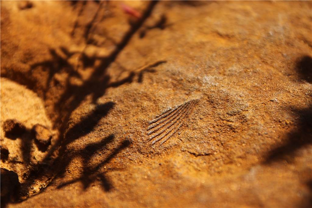 Ehepaar erhielt eine exklusive Führung durch die Borkenberge Ein Fossil
