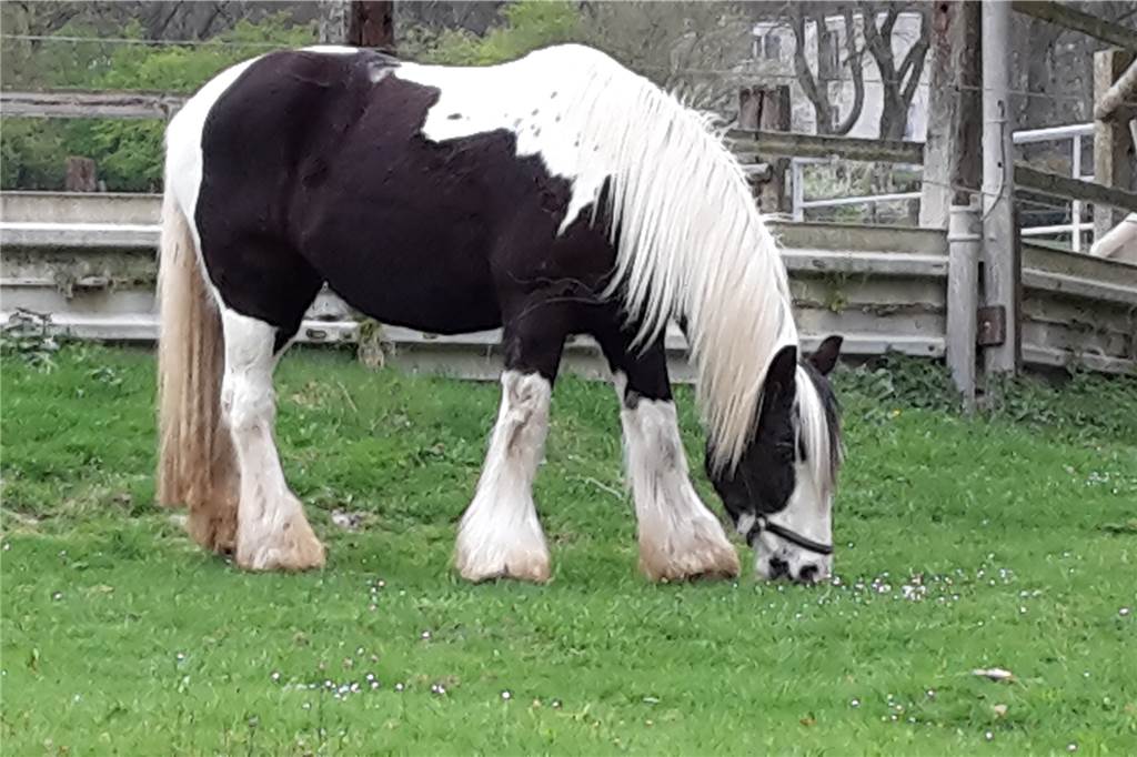 Ein Foto vom Pferd, das nach einem Unfall am 29. Oktober eingeschläfert werden musste.
