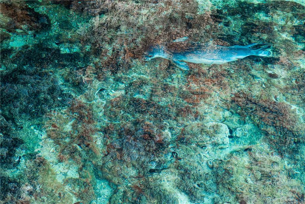 Wasser von oben. Im Wasser ist eine Seerobe.