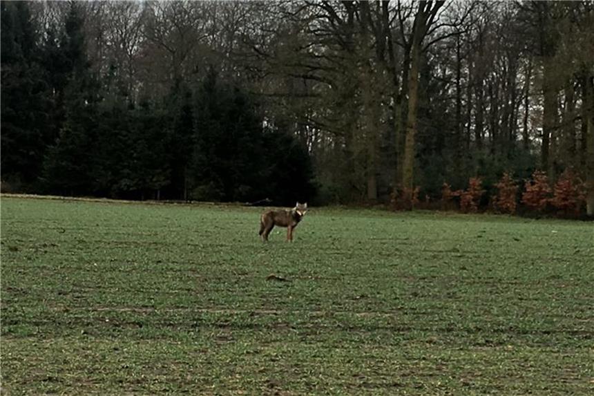 Ein freilebender Wolf steht in der Nähe von Sendenhorst auf einem Acker. Foto: Mirko Teigeler/LANUV