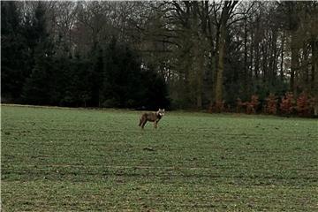 Ein freilebender Wolf steht in der Nähe von Sendenhorst auf einem Acker. Foto: Mirko Teigeler/LANUV