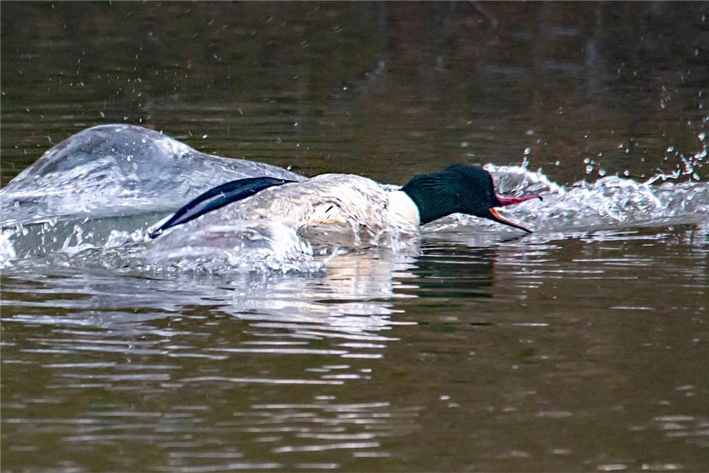 Die Inseln im Halterner Stausee sind wahre Naturparadiese Ein Gänsesägermännchen verteidigt sein Jagdrevier.
