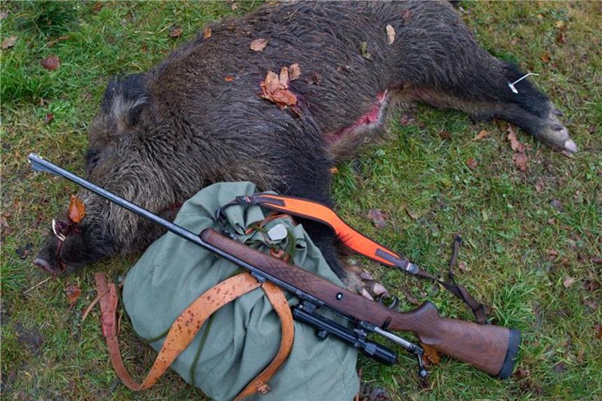Mehr Wildschweine denn je erlegt: Kampf gegen Schweinepest Ein geschossenes Wildschwein liegt neben einem Gewehr und einem Rucksack. Foto: Patrick Pleul/Archiv