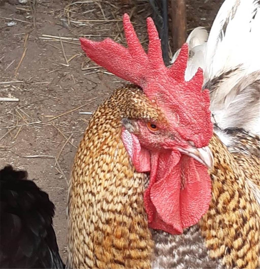 Elias-Gemeinde feiert Ferien-Gottesdienst auf einem Pferdehof Ein Huhn auf einem Hof