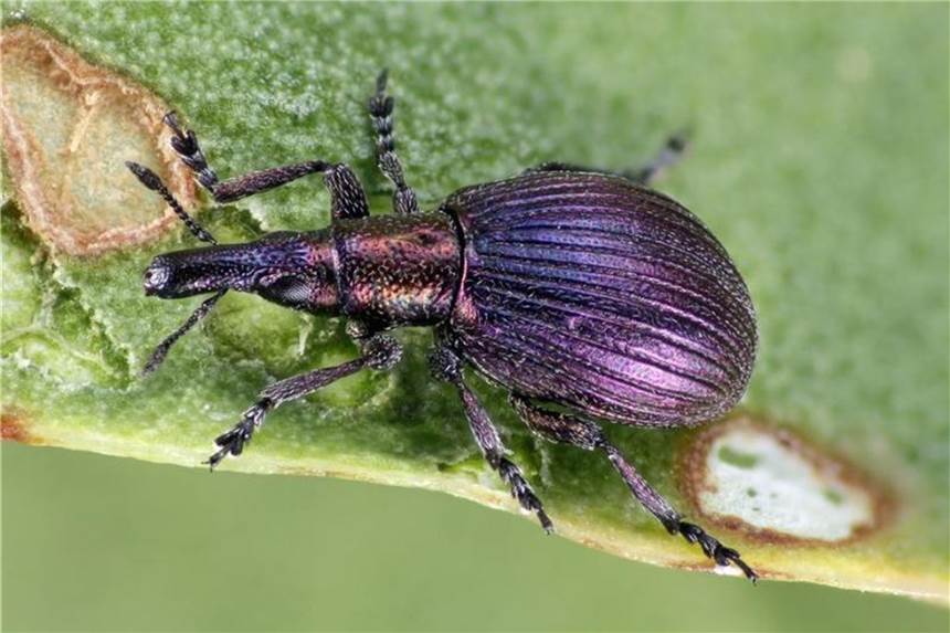 Extrem seltener Käfer weiter verbreitet als gedacht Ein Halligflieder-Spitzmausrüsselkäfer krabbelt auf einem Blatt. In Deutschland lebt das drei bis vier Millimeter große Insekt ausschließlich in den Salzwiesen des Nationalparks Schleswig-Holsteinisches Wattenmeer. Foto: Roland Suikat