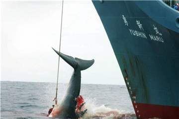 Ein harpunierter Wal wird an Bord des japanischen Walfangschiffes „Yushin Maru“ gezogen, das im Atlantischen Ozean kreuzt. Foto: Jeremy Sutton-Hibbert/GREENPEACE/EPA