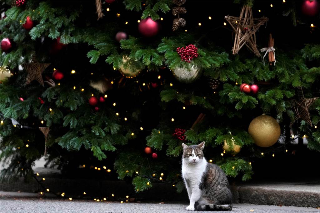 Ein Haustier aufzunehmen oder zu verschenken sollte gut überlegt sein - eine Patenschaft ist eine schöne Alternative zu Weihnachten.