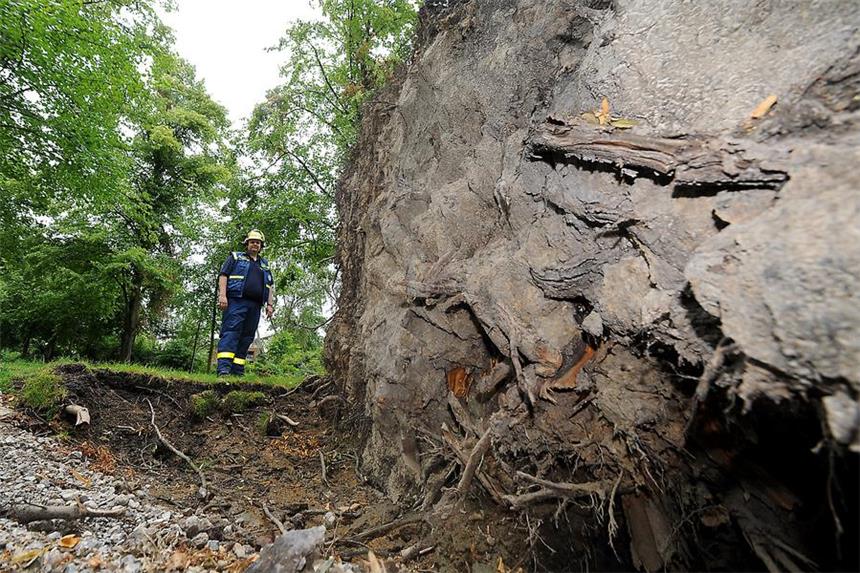 Spenden sollen Wunden des Pfingst-Sturms heilen Ein Helfer des THW steht vor einem riesigen entwurzelten Baum im Stadtgarten. Die Aktion Bürgerbäume sammelt Spenden für Neupflanzungen.