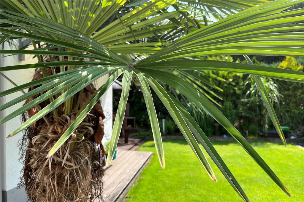 Karibisches Flair: Andreas Tchurz und Tochter Lea ziehen Hanfpalme groß Palmenblätter werden von der Sonne angestrahlt und sorgen für ein karibisches Flair.
