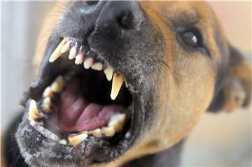 Ein Hund biss ein dreijähriges Mädchen am Kurler Busch in den Finger (Symbolfoto).