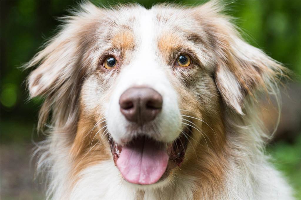 Hundesteuer in Lünen: So viel Geld nimmt die Stadt pro Jahr ein Ein Hund kostet Geld. Neben Futter und Tierarztkosten kommt auch noch Hundesteuer dazu.