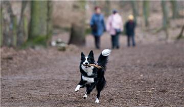 Ein Hund rennt mit einem Stock im Maul am 18.02.2015 im Grunewald in Berlin. Am 01.03.2015 wird dort ein Hunderestaurant eröffnet. Foto: Lukas Schulze/dpa (zu dpa "Leben wie Hund im Grunewald - Neues Restaurant für Vierbeiner" vom 27.02.2015) +++(c) dpa - Bildfunk+++