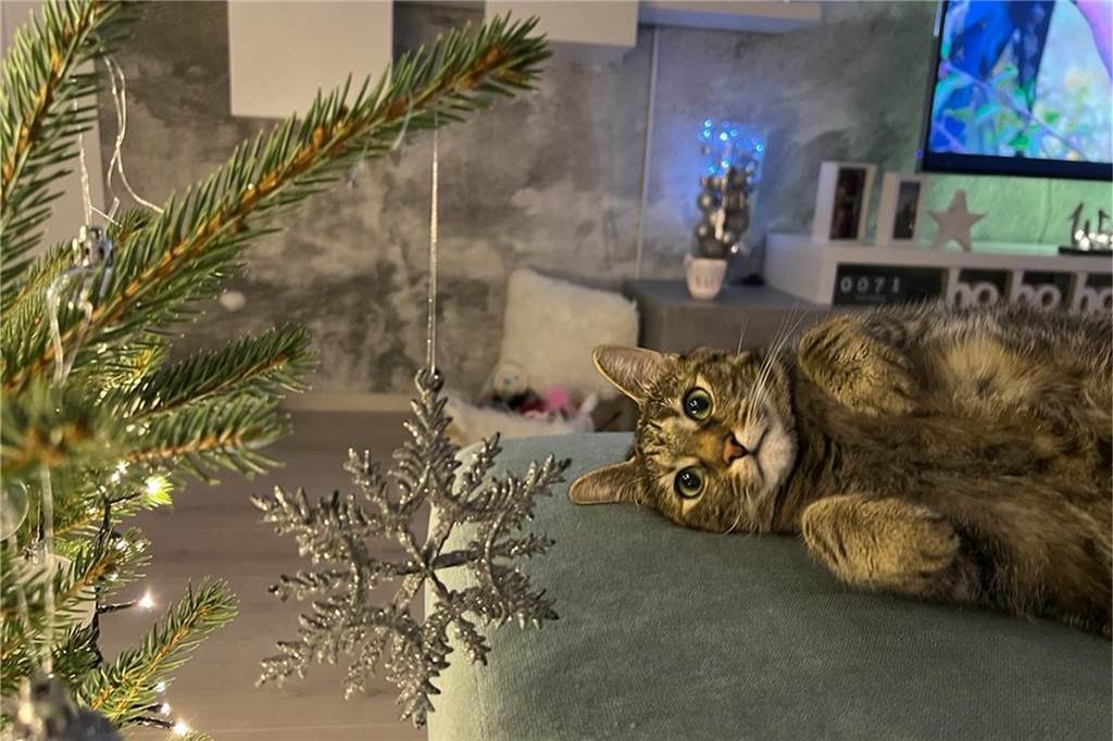 Nix wie raus hier: Wenn der Weihnachtsbaum uns auf die Palme bringt Ein Hypnose-Kunststück in Vollendung: Lexi hat sich seit gefühlt drei Wochen nicht mehr von der Stelle bewegt.