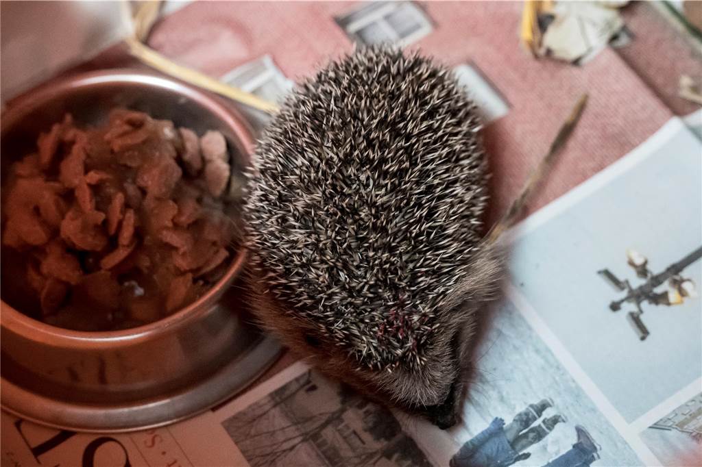 Tiere in Not – Ansprechpartner, Erste Hilfe und Tipps Ein Igel läuft in einer Auffangstation in Bayern durch eine Box, in der sich Futter, Wasser und ein Unterschlupf befinden.