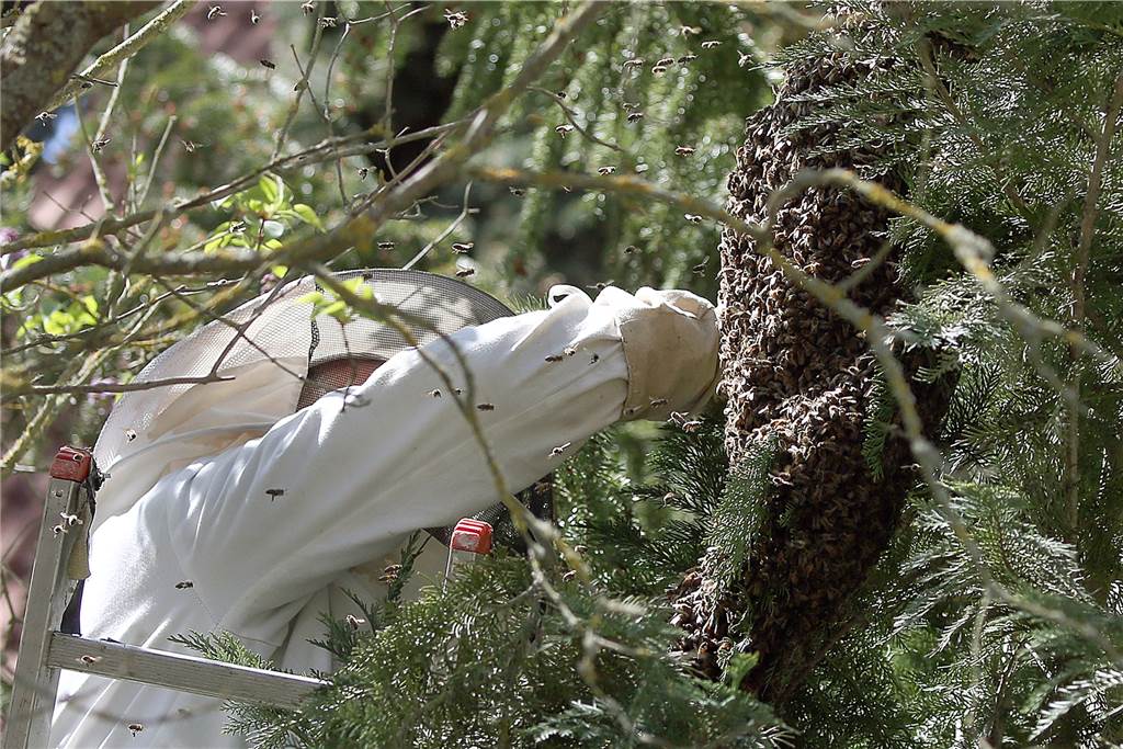 Wespenalarm: Diese Tricks der Experten helfen gegen die Plagegeister Ein Imker versucht einen Bienenschwarm einzufangen, der sich in den Ästen eines Lebensbaums versammelt hat.