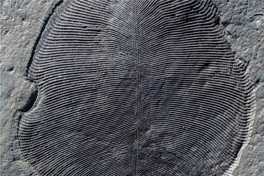 Ein in Russland gefundenes Fossil von Dickinsonia. Foto: Ilya Bobrovskiy/ Australian Nati