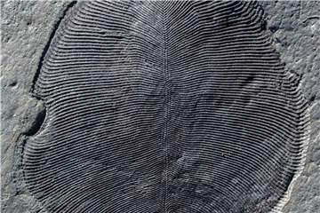 Ein in Russland gefundenes Fossil von Dickinsonia. Foto: Ilya Bobrovskiy/ Australian Nati