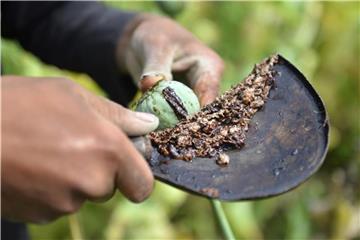Ein Junge pflückt auf einem Feld im afghanischen Dschalalabad Schlafmohn, aus dem Opium gewonnen wird. Foto: Mohammad Anwar Danishyar/AP